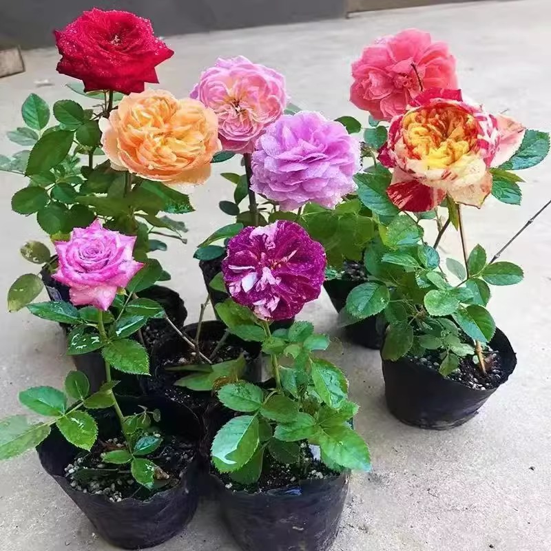 European Vine Rose Flower Seedlings, Large Seedlings, Fragrant Potted Florals, Courtyard Arch, Circulating Flowering Plants, Climbing Vines, Roses