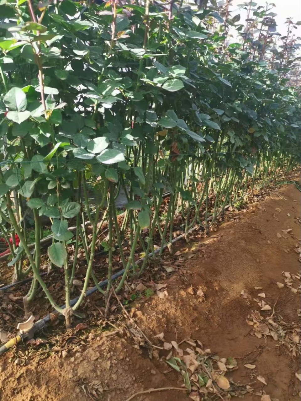 Large-Flowered Roses Are Now Dug at the Yunnan Base. Old Piles of Three-Year-Old Seedlings Are Available for One Piece. Multiple Products Are Mixed and Matched with Four-Season Flowering Roses