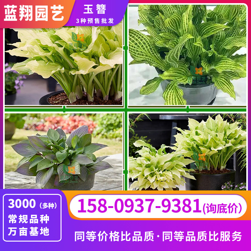 Зеленая стеновая таро в горшке, клубень каладия, очень теневыносливое цветное растение для ландшафтного дизайна, предзаказ