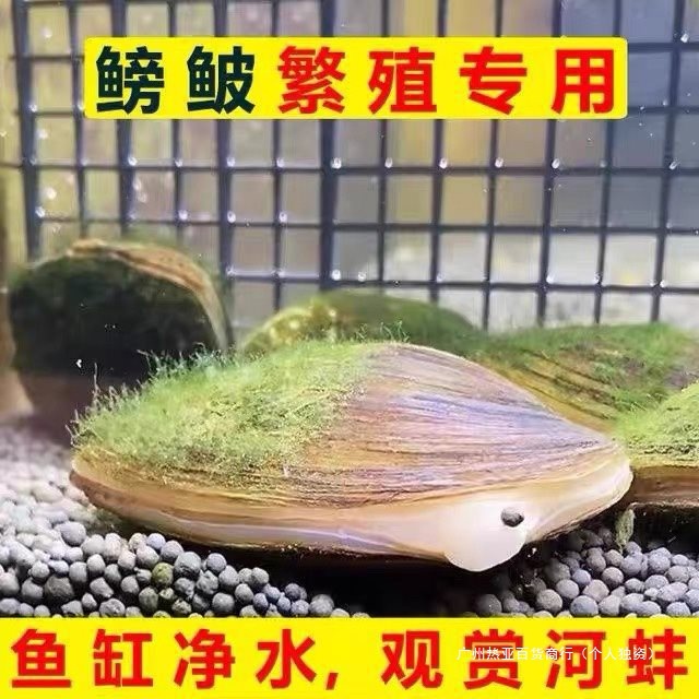 Ornamental Algae-Removing Small River Clams for Breeding Freshwater Live River Clams Cold Water Fish Pet Fish Tank Water Purification China Others