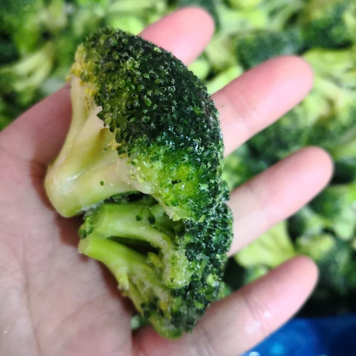 Quick-Frozen Fruits and Vegetables, Quick-Frozen Broccoli, Quick-Frozen Broccoli, Frozen Broccoli 10kg