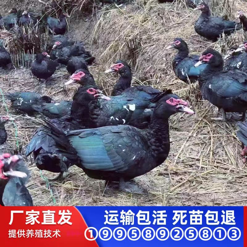 Утята черной утки по заводским ценам, мускусные утята, цветные утята