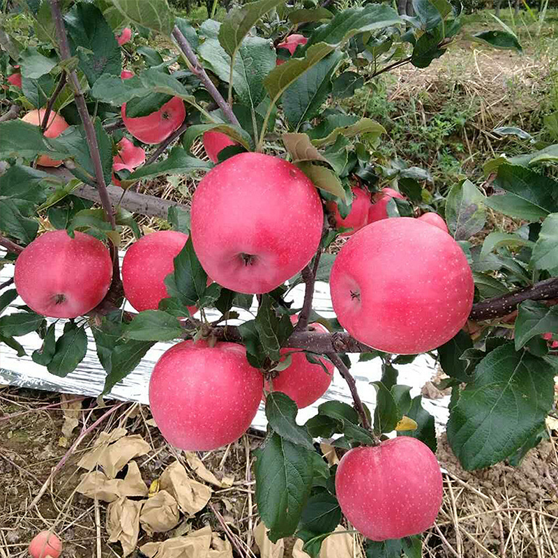 Apple Seedlings, Fruit Tree Seedlings, Southern Planting, Apple Seedlings with Results in the Same Year, Various Apple Seedlings, Wholesale