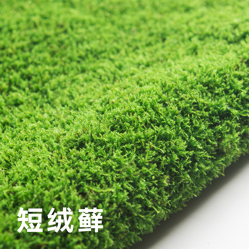 Fresh Moss Micro-Landscape Plant Bonsai Potted Paving All Year Round Water and Land Tank Rockery Grass White Hair Moss Short Velvet Moss
