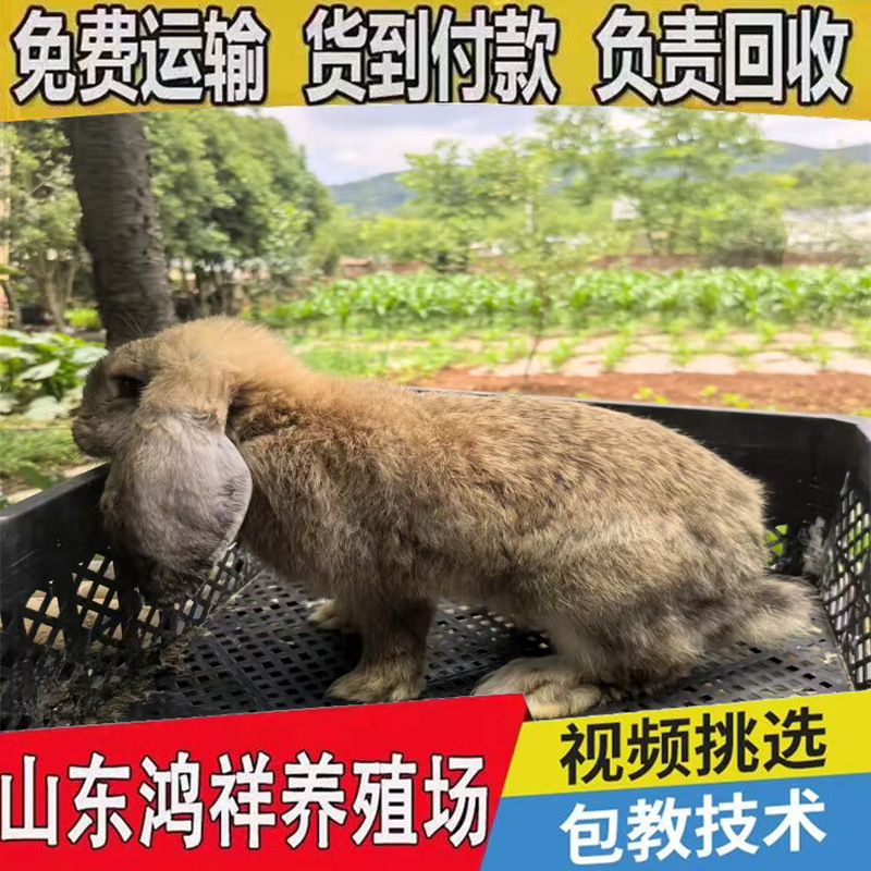 Shandong Promotes Live Ram Rabbits and Supplies Breeding Rams and Rabbits with Free Shipping Nationwide for Breeding and Ornamental Purposes