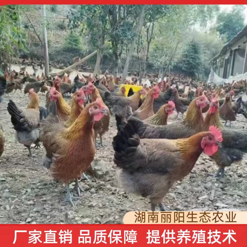 Саженцы курицы Хэй Яо, инкубатор предоставляет выведенные мелкопалые саженцы, прогретые куры, джутовые куры, черные куры и три желтые куры