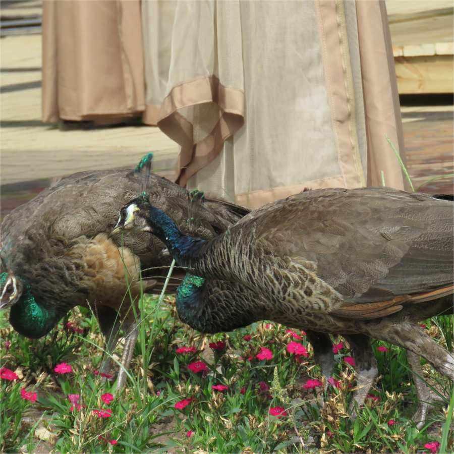 Взрослый павлин, живой синий павлин/белый павлин на выбор, здоровый взрослый павлин, декоративный питомец павлин, бесплатная доставка