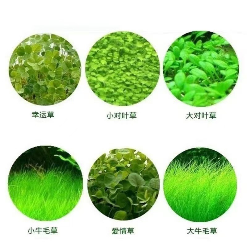 Aquatic Plant Seeds Mini Leafy Foreground Grass Large Leaf Pearl Seeds Fish Tank Aquarium Landscaping Decoration Wholesale Green Plants
