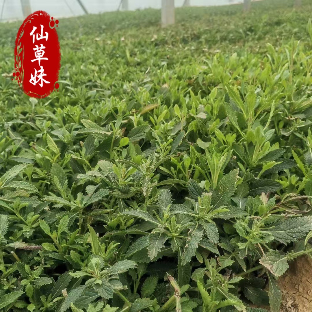 Base Supply Willow Verbena, Santos Verbena Potted Perennial Root Florals, Green Flower Sea