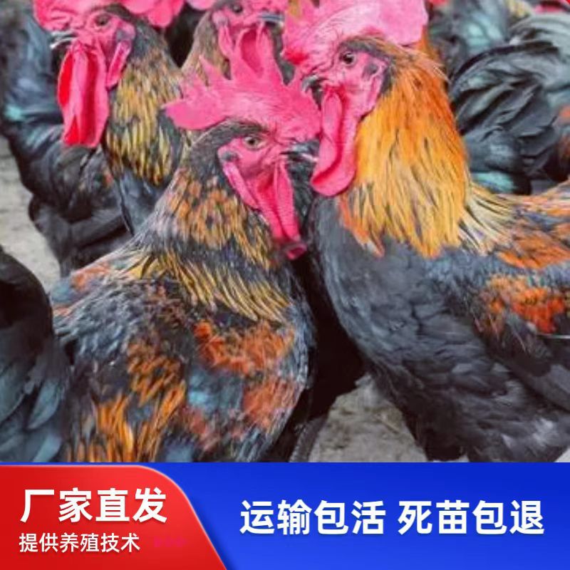 Бройлеры быстро растут, черные цыплята, крупные бройлеры, быстрорастущие самцы