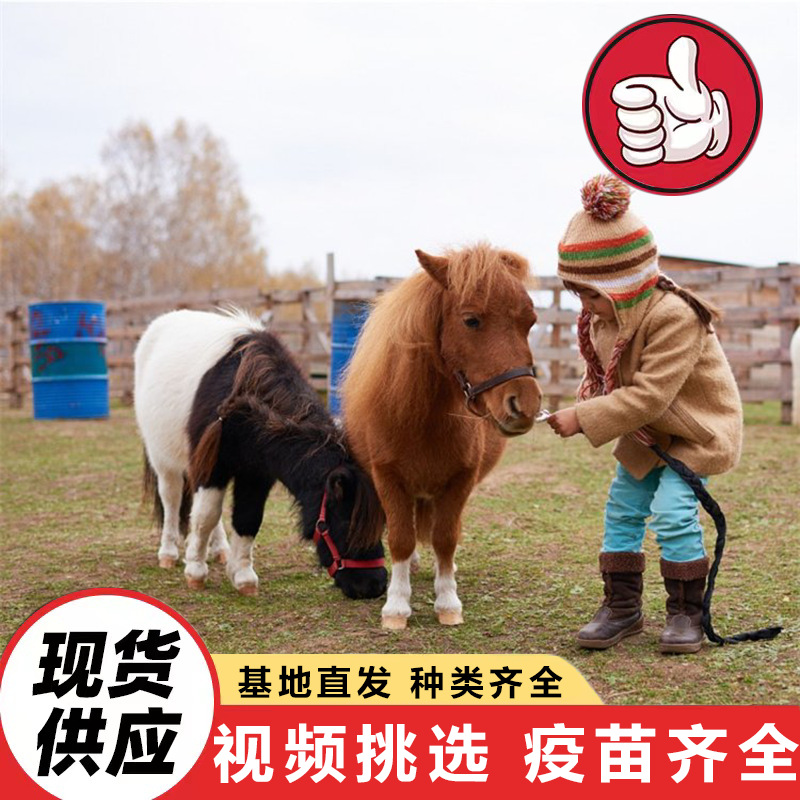 Purebred Dwarf Horses for Sale in Farms, Pony Prices for Kidsren to Ride On, Mini Dwarf Horses for Viewing and Interaction in Scenic Spots
