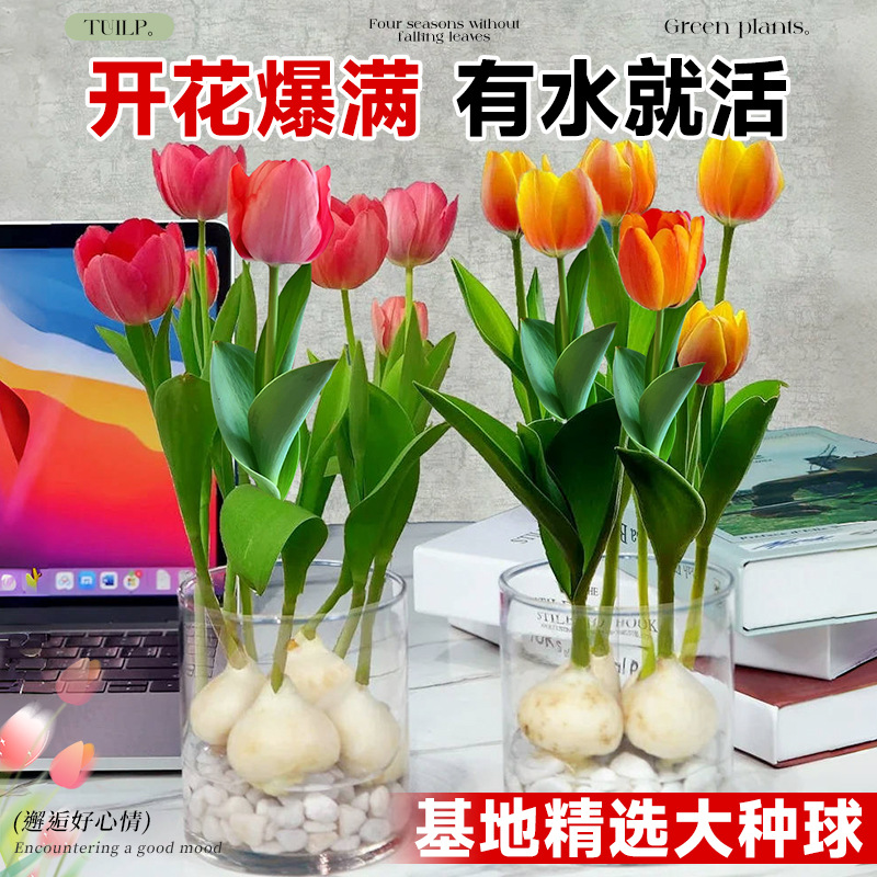Tulip Bulbs Perennial Flower Seeds Soil Cultivation Hydroponic Indoor and Outdoor Courtyard Planting Flower Bulbs Bulbous Plants