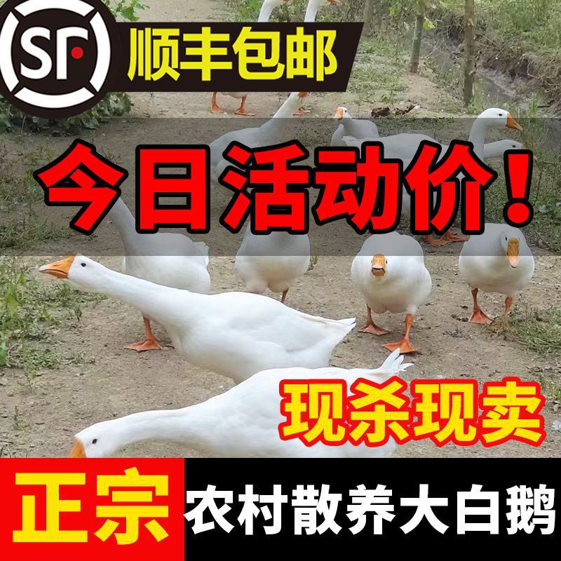 Freshly Slaughtered Young White Goose, Extra Large Tender Goose, Wild Goose, Fresh Free-Range Farm Pure White, Direct Sale from Manufacturer on Amazon