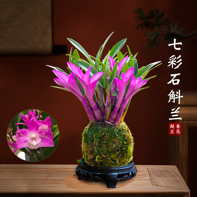 Colorful Perfume Dendrobium Orchid Blooms Well in All Seasons and Is a Green Plant with Strong Fragrance. Dendrobium Green Plant Purifies the Air
