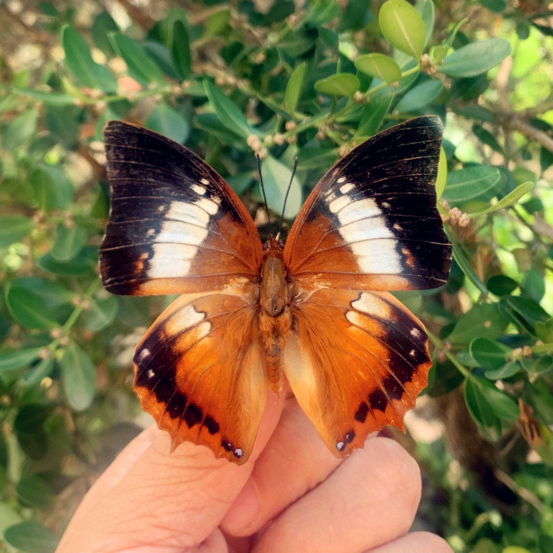 Butterfly Wisdom Love Butterfly Specimen Ornaments Real Butterfly Insect Specimen Wings Spreading Students Creative Birthday Gift Transparent Boxed