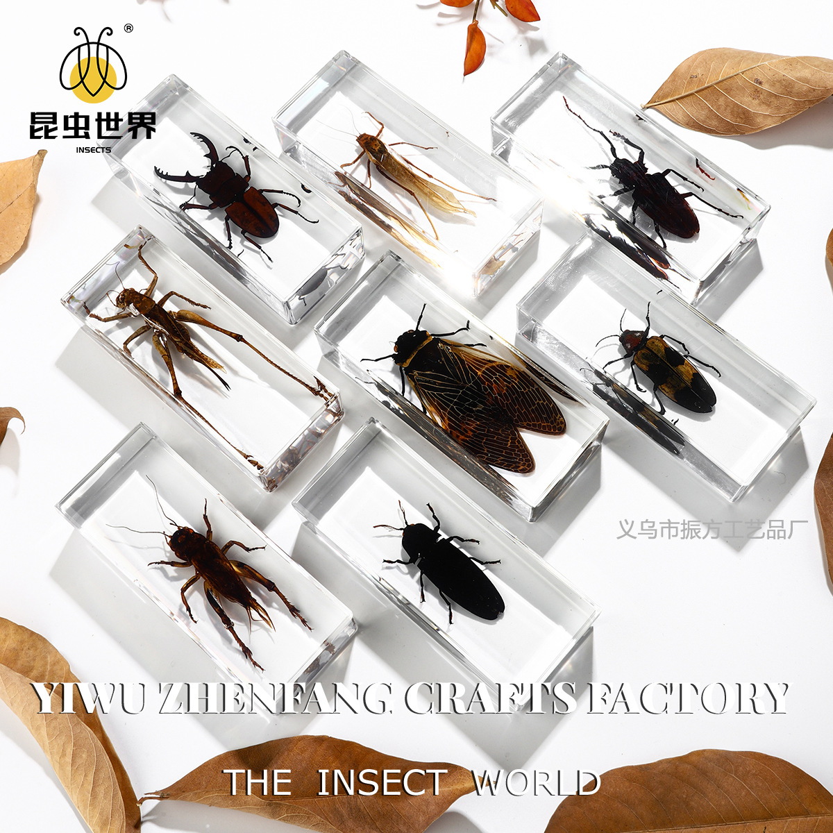 Zhenfang Craft Cross-Border Wholesale Real Insect Specimen High-Transparency Resin Amber Large Acrylic Ornament Embedded