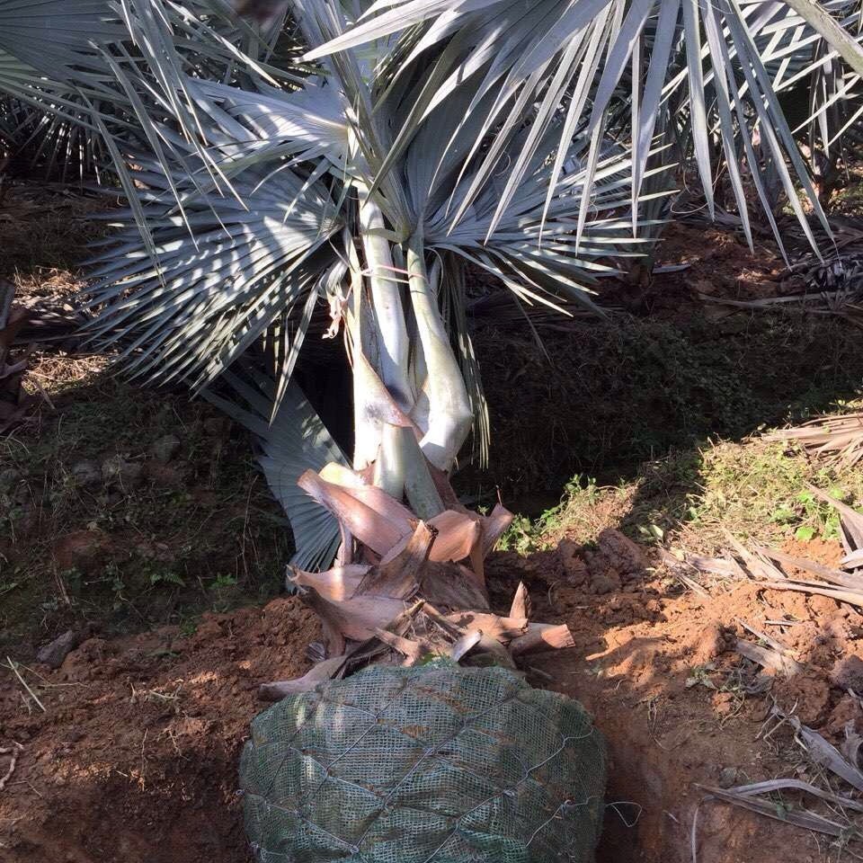 Fujian Bawang Brown Wholesale Jiangxi Bawang Brown Quote Zhejiang Bawang Brown Price Quality Assurance