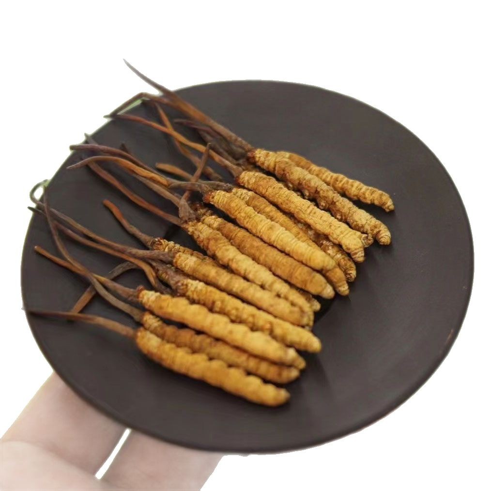 Xizang Girl Cordyceps Cordyceps Cordyceps Xizang Naqu Frozen Dry Goods Cordyceps Cordyceps Cordyceps Cordyceps Cordyceps Cordyceps Cordyceps Cordyceps Cordyceps Cordyceps Cordyceps Cordyceps Cordyceps Cordyceps Cordyceps Cordyceps Cordyceps Cordyceps Cordyceps Cordyceps Cordycep