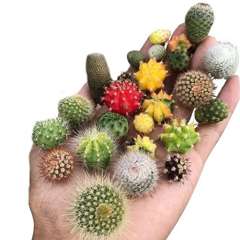 Cactus Grafted Combination Potted Succulent Plant with Triangular Side Buds Colorful Cactus