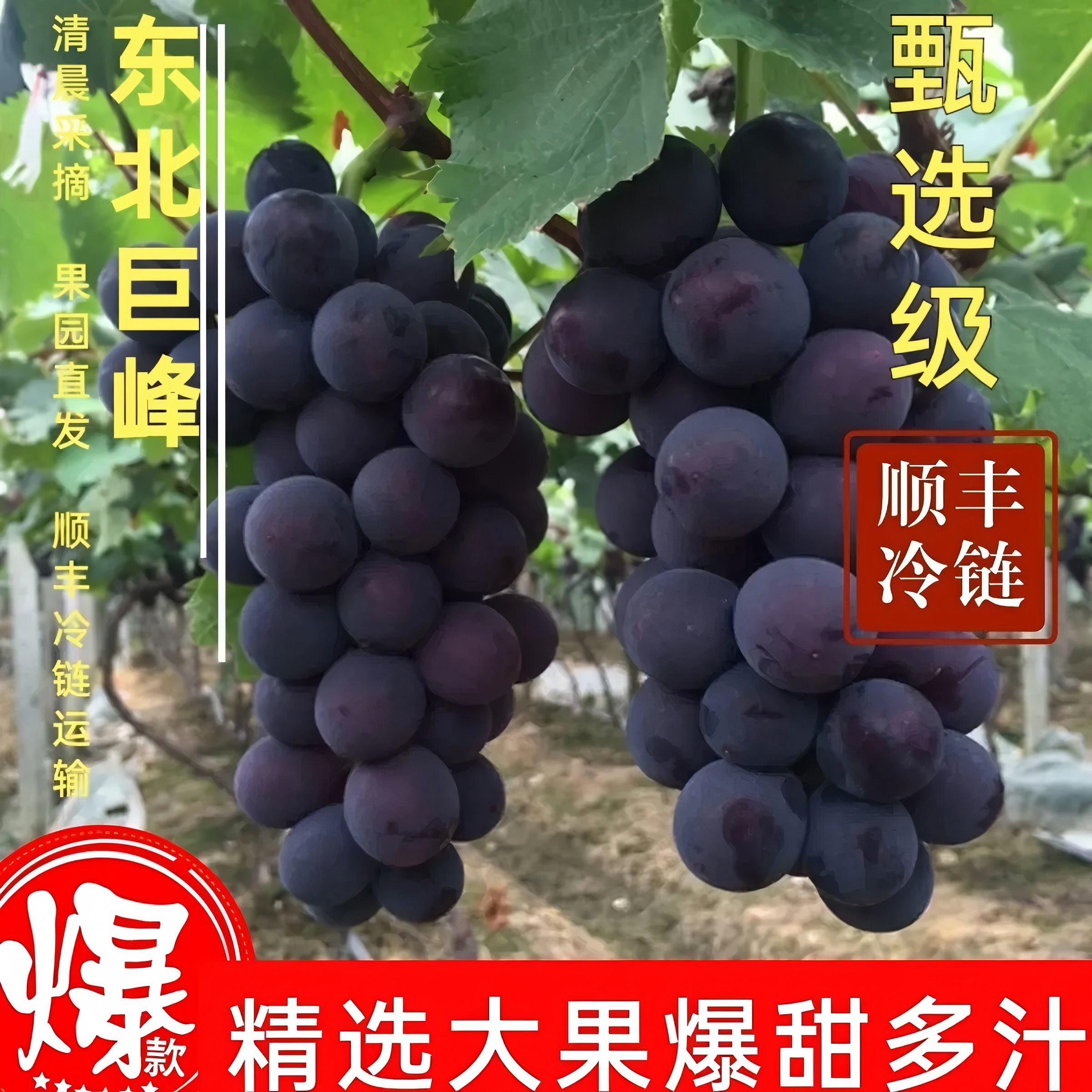 [Sf Express Delivers to Your Door] Northeast Giant Peak Grapes, Fresh Seasonal Fruits, Freshly Picked and Shipped in Whole Bunches, Liaofeng Grapes
