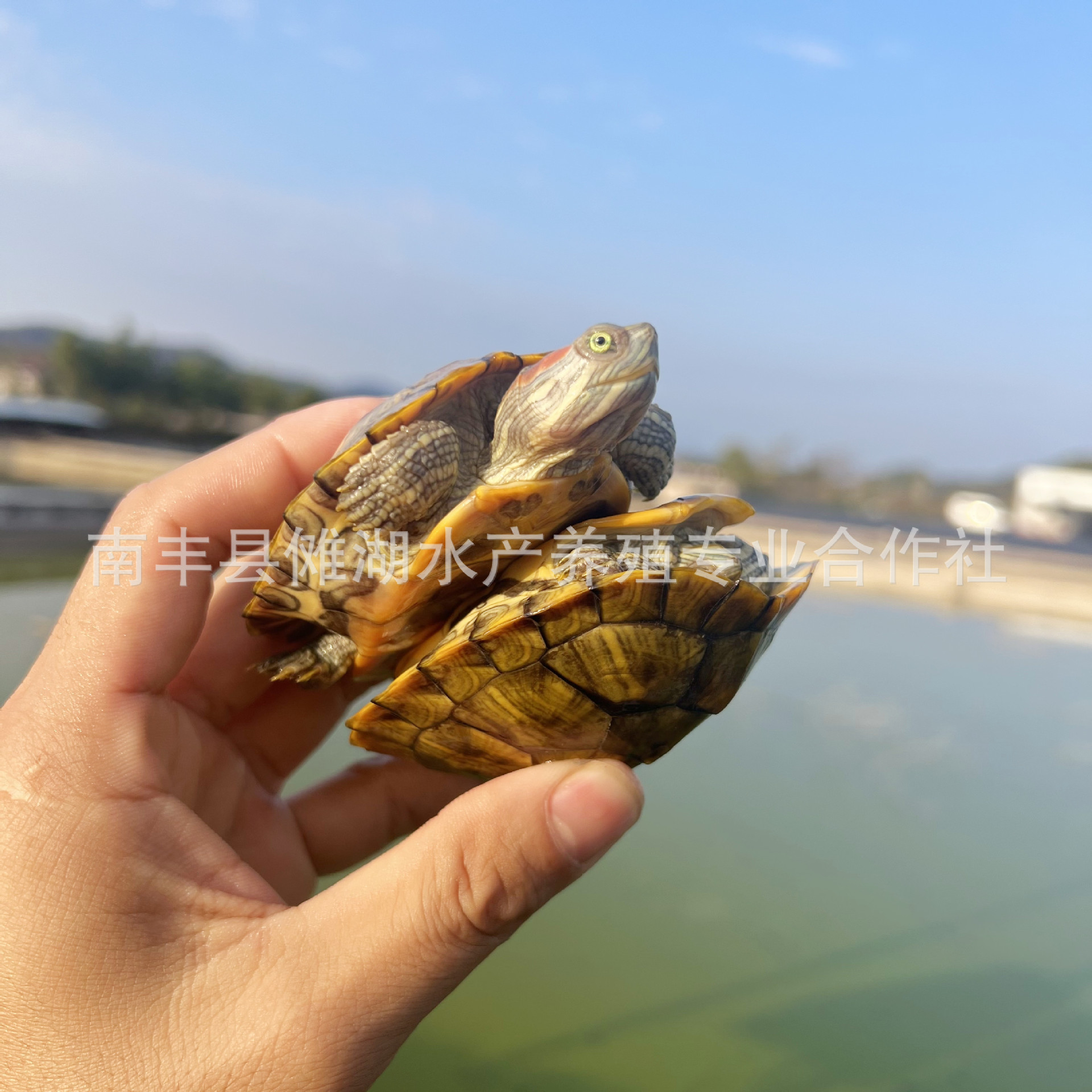 Brazilian tortoise pet tortoise Brazilian seedlings tortoise seedlings big Brazilian tortoise turtle stall colorful little tortoise live wholesale