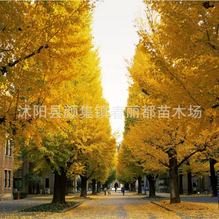 Courtyard Plants Lane Greening Seedlings Leaves Beautiful Garden Plants Trees Ginkgo Tree Seedlings Ginkgo Fruit Seedlings