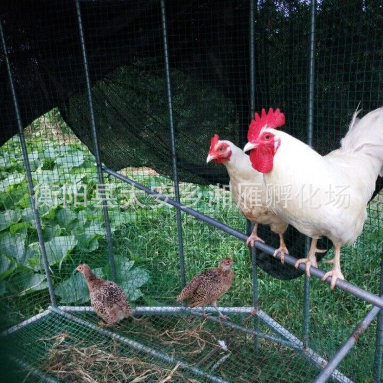 White-Feathered Chicken Seedlings Mixed Price Wholesale Sales White-Feathered Chicken Seedlings Native Chicken Seedlings Fast-Growing White-Feathered Broiler Chicken Seedlings Native Eggs Chicken