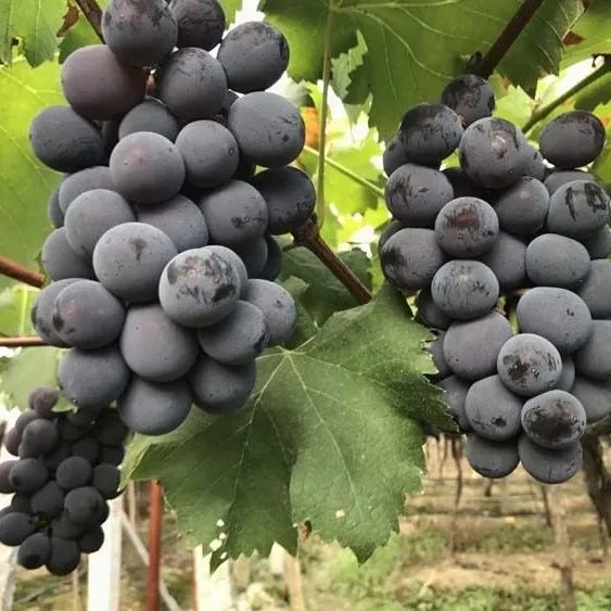 [Sf Express Delivers to Your Door] Northeast Giant Peak Grapes, Fresh Seasonal Fruits, Freshly Picked and Shipped in Whole Bunches, Liaofeng Grapes