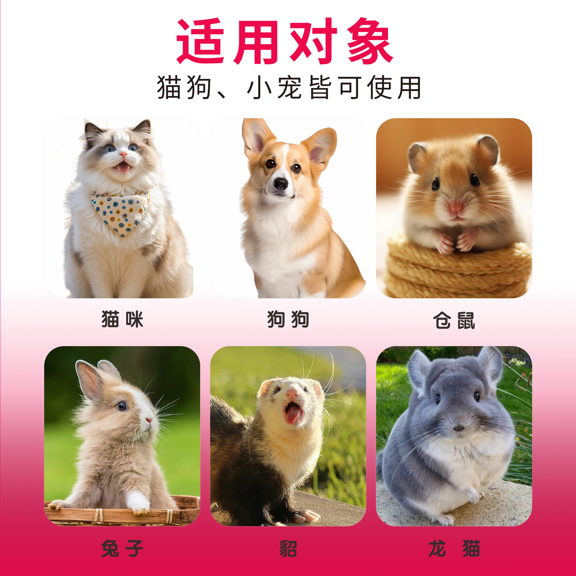 Lactulose for Pets, Constipation for Cats, Dry Stools for Dogs, Difficulty in Defecation, Laxative for Intestines