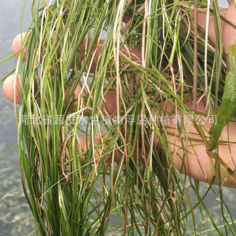 Supply of Submersible Plants, Bitter Grass, Black Algae, Goldfish Algae, Foxtail Algae, Lotus, Malay Eye, Water Lily, Aquatic Plants