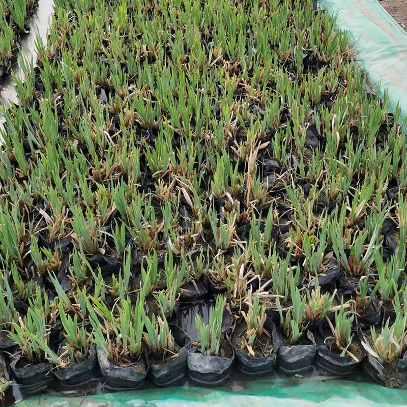 Base Wholesale Yellow Calamus Aquatic Plants River Greening Seedlings Aquatic Flower Plants Yellow Calamus