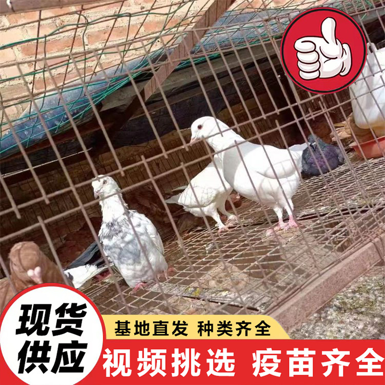 Bulk Sale of Floor-Standing King Meat Pigeons Where to Buy Meat Pigeon Breeders Meat Pigeon Live White Feather King Wholesale