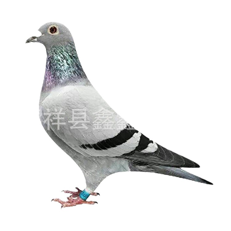 Live Pigeon Prices, Farm-Raised Free-Range Pigeons for Sale, White-Feathered King Square Pigeons in Pairs
