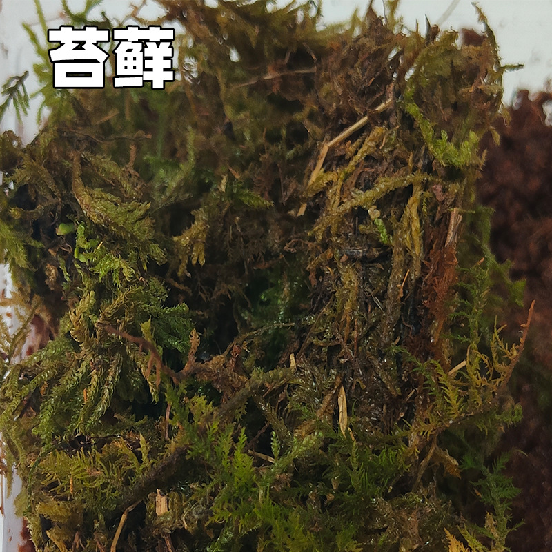 White Jade Snail Large Snail Pet Feeding Soil Coconut Soil Moss Snail Feed Calcium Supplement Powder Glucose Powder Snail Soil