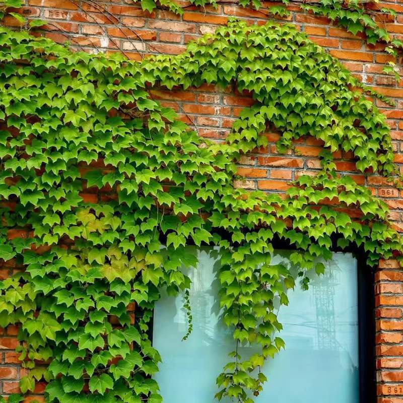 Ivy Seedlings Climbing Vines All Year Round Outdoor Three-Leaf Five-Leaf Red Wall Climbing Tiger Seedlings Potted Vines Climbing Florals
