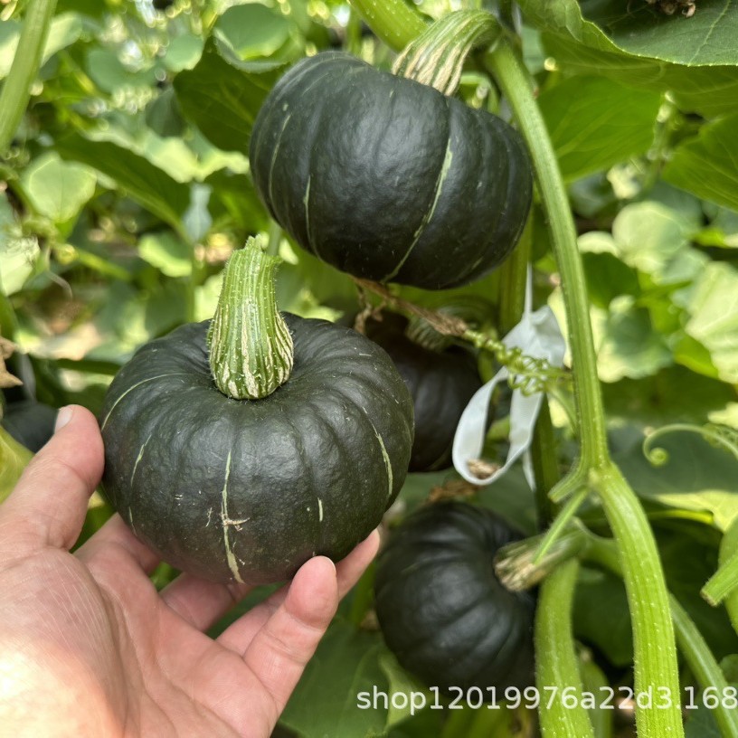 Свежая тыква Бэйбэй, каштановый вкус, старая тыква, аутентичная сладкая розовая клейкая детская тыква 2.5кг, бесплатная доставка, фрукты и овощи