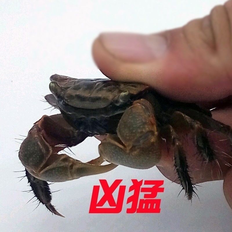 Crab, Chili Crab, General Crab, Ornamental Crab, Large Size, Cleaning, Algae Removal, Freshwater Crab, Ornamental Pet Desktop