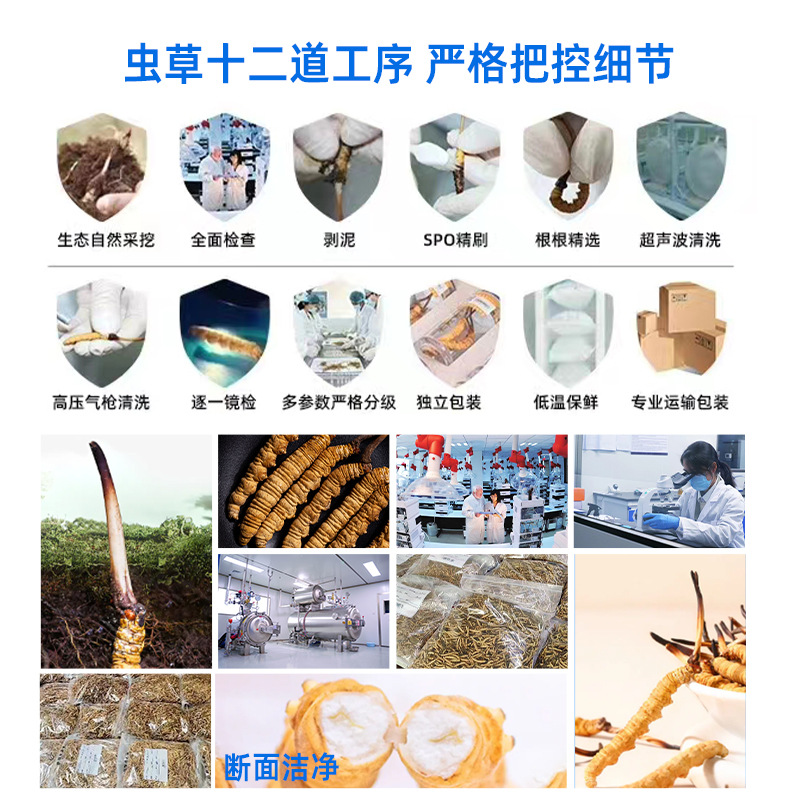 Cordyceps sinensis Cordyceps sinensis whole grass freeze-dried Cordyceps sinensis broken grass broken Cordyceps sinensis wholesale a large number of hands and feet dry New goods