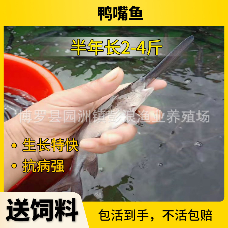 Guangdong Duckbill Fry, Freshwater Duckbill Fry, Key Kiss Fry, Guangdong Freshwater Fish Fry Wholesale
