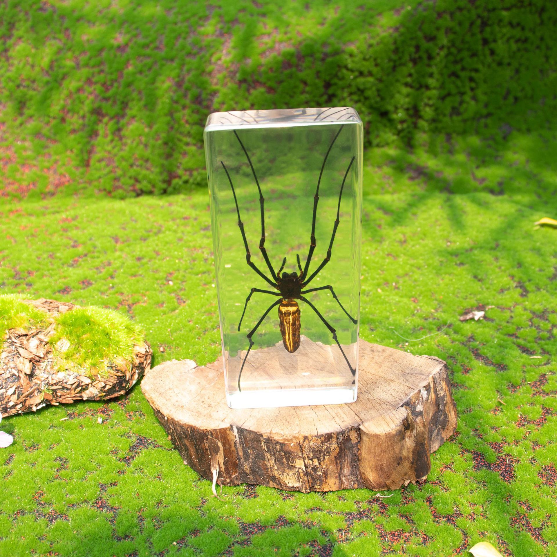 Hot-Selling Cross-Border Foreign Trade Real Bat Specimen Bookend Gift Ornament Novelty Resin Crafts Teaching Collectibles