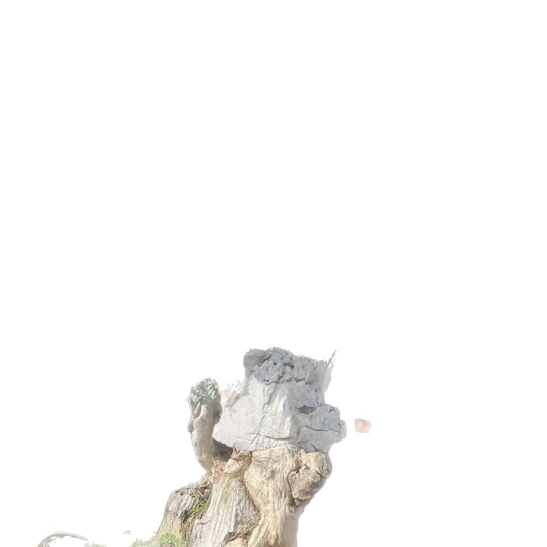 Hunan Crape Myrtle Ancient Stump Landscape, Shandong Crape Myrtle Stump Hundred-Day Red Wholesale, Fujian Crape Myrtle Old Stump Bonsai Price