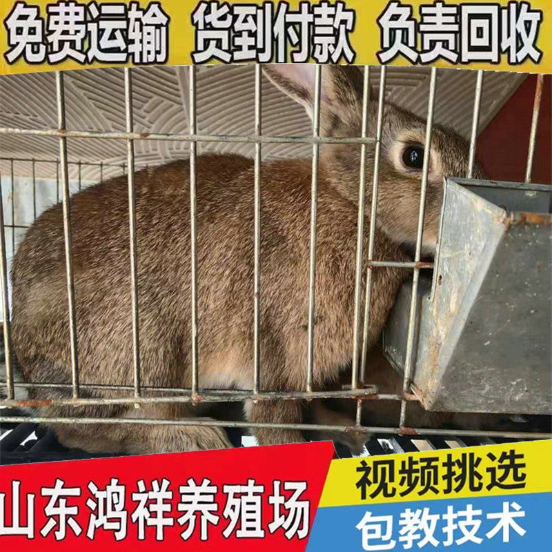 Live Belgian Rabbits Are Sold in Large Quantities. Live Belgian Rabbits Are Priced at Preferential Prices. Live Meat Rabbits Have High Profits