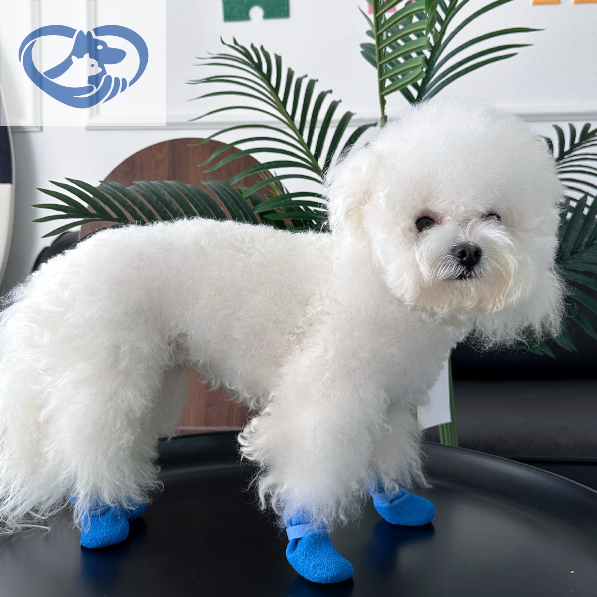 25 Years New Dog Waterproof Socks Pet Dog Silicone Rain Boots Non-Slip Wear-Resistant Shoes and Socks Outdoor Sports Zhiyuan Factory