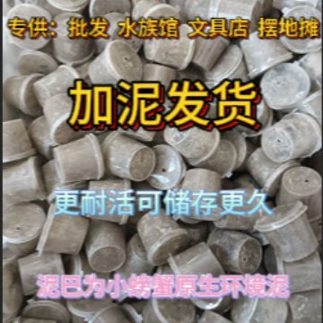 Чили краб, бобовый краб, оптовая доставка грязевых ящиков, специальная дропшиппинг для аквариумного магазина