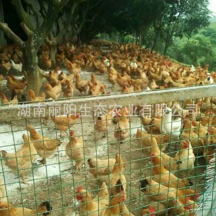 Sanhuang Chicken Seedlings Hatchery Wholesale Sanhuang Soil Two Chicken Seedlings and Black Chicken Seedlings Ma Yellow Soil Chicken Seedlings Green Shell Egg Chicken Seedlings