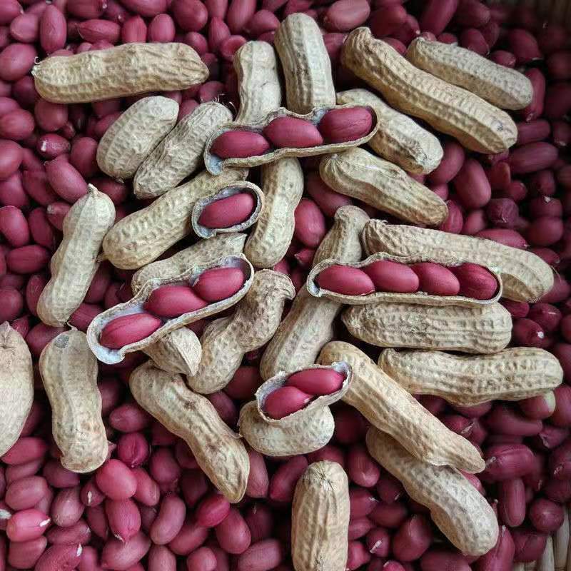 In the season, new goods with shells, four red grains, northeast specialty, red leather with shells, self-produced, dried peanuts, one-piece delivery