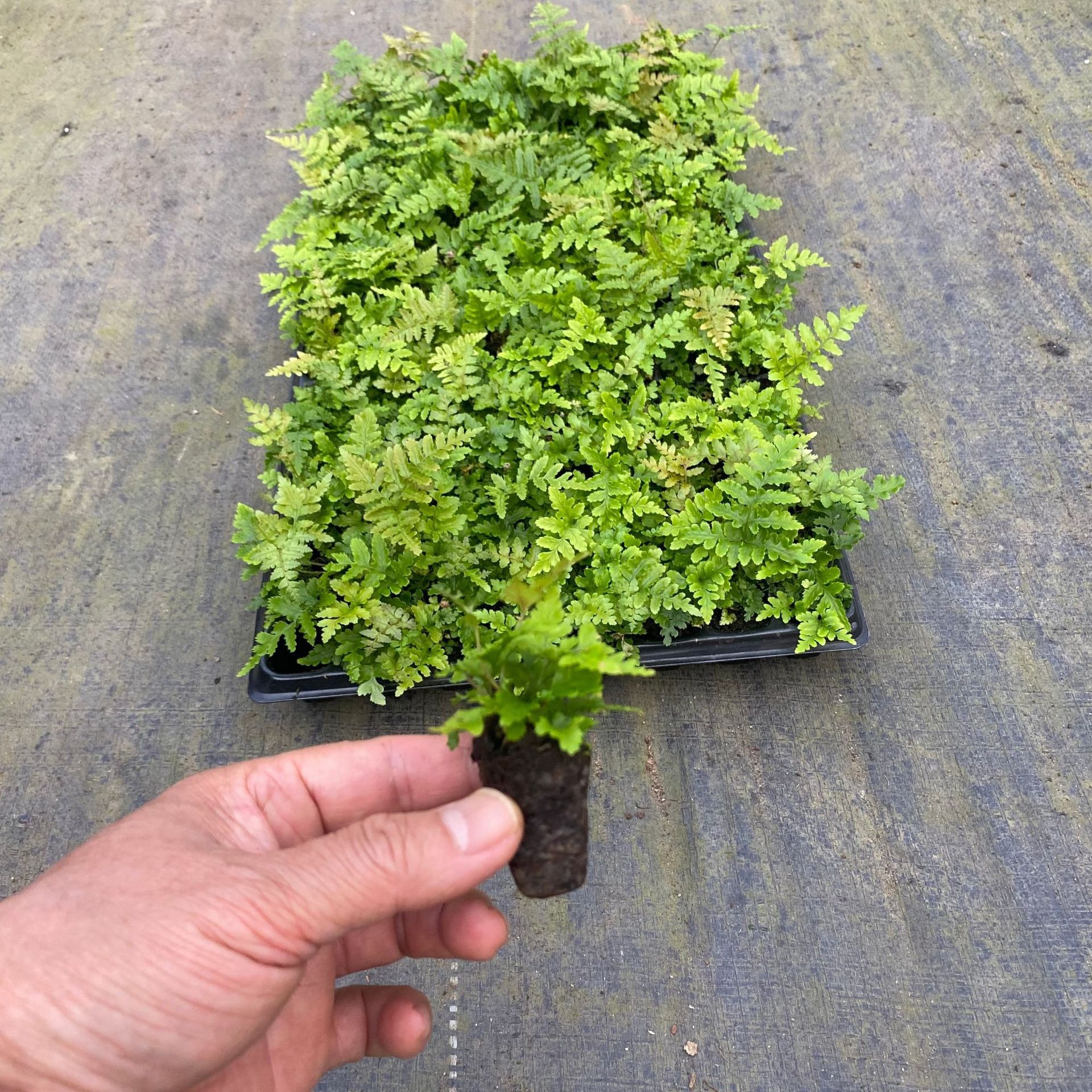 Micro-Landscape Rainbow Fern Dense-Leaf Hydroponic Ferns Are Shade-Tolerant and Can Be Hung Indoors and Outdoors in the Living Room, Easy to Maintain and Evergreen in All Seasons