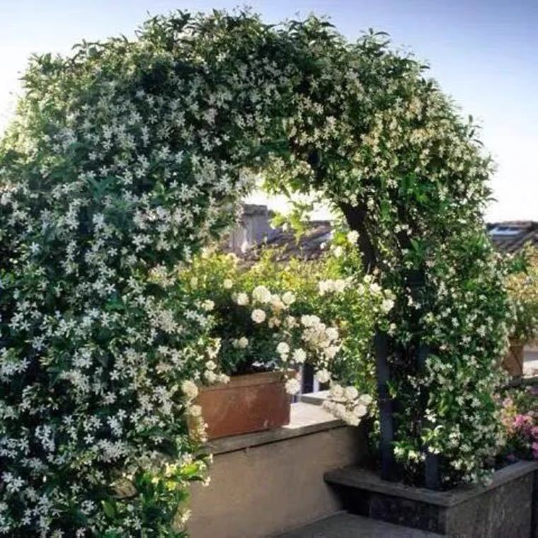 Windmill Jasmine Climbing Vine Potted Silver Jasmine Courtyard Balcony Outdoor Evergreen Aromatic Cold-Resistant Climbing Creeper Vine