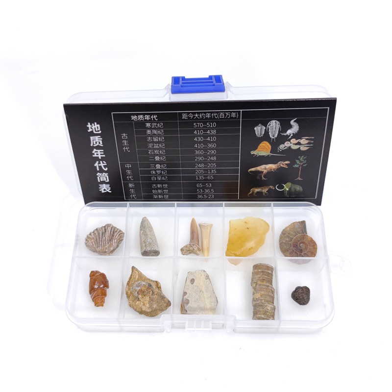 Fossil of paleontology standard box trilobite Wolf fin fish fossil amber original stone Children's geological science popularization teaching specimen
