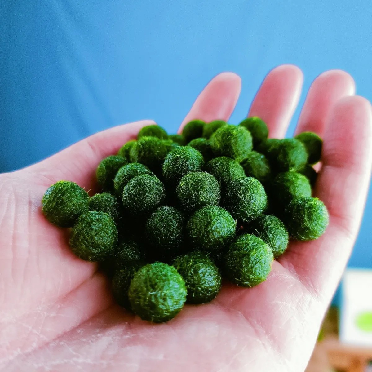 Seaweed Ball Marimo Ecological Bottle Desktop Fish Tank Hydroponic Plant Aquatic Plant Landscaping Micro Landscape Water Algae Ball Marimo